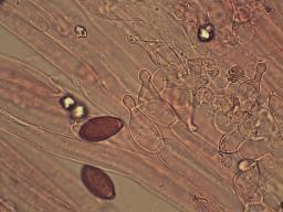 Conocybe macrospora