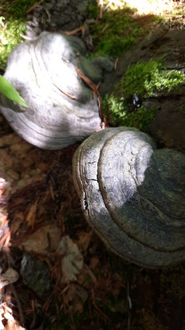 Fomes fomentarius