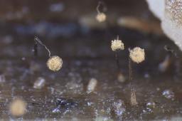 Cribraria oregana