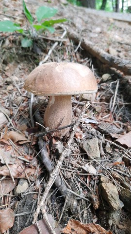 Boletus reticulatus