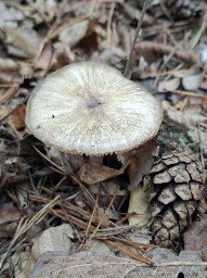 Megacollybia platyphylla