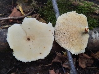Neofavolus alveolaris