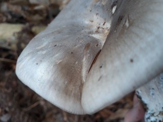 Clitocybe nebularis