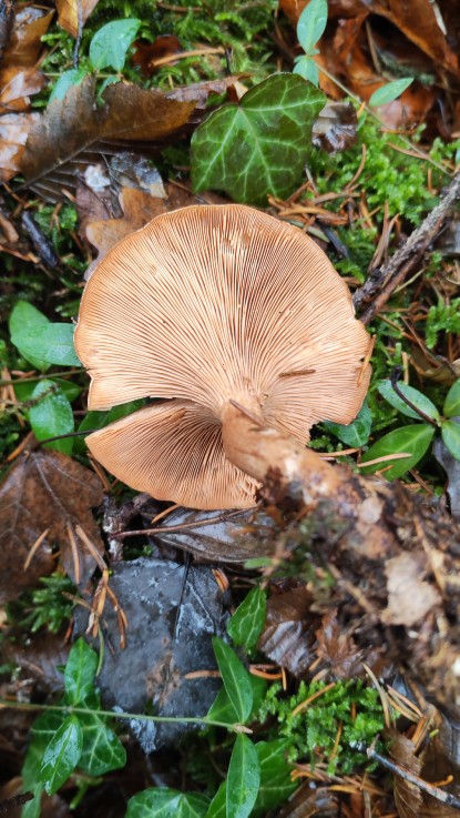 Paralepista flaccida