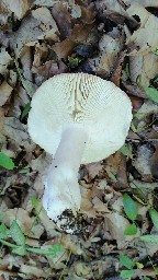 Russula grata