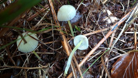 Mycena epipterygia