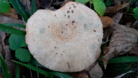 Lactarius semisanguifluus