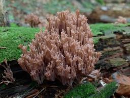 Ramaria rubella