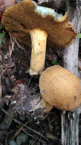 Suillus variegatus