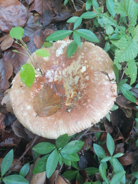 Russula olivacea