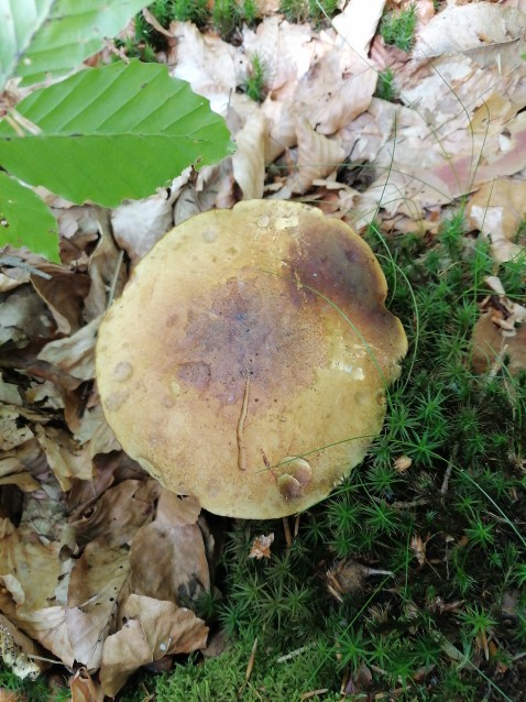 Neoboletus luridiformis