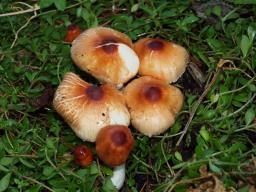 Leucoagaricus purpureolilacinus