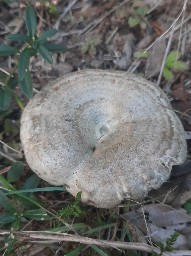 Lactarius quieticolor