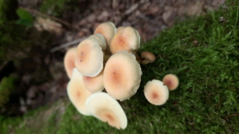 Hypholoma fasciculare