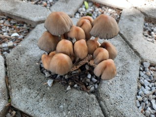 Coprinellus micaceus