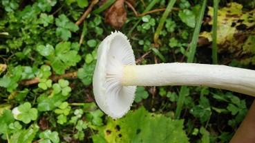 Hygrophorus chrysodon