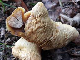 Armillaria ostoyae