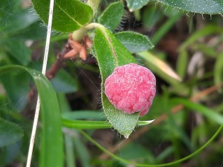 Exobasidium rhododendri