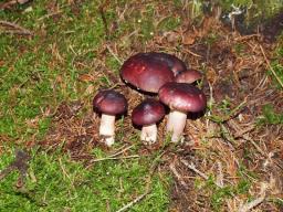 Russula sardonia