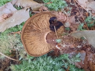 Tapinella atrotomentosa