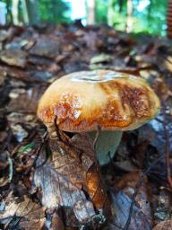 Boletus reticulatus