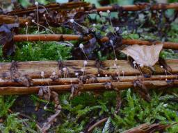 Mycena pterigena