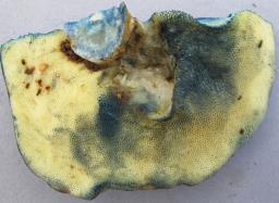 Gyroporus cyanescens