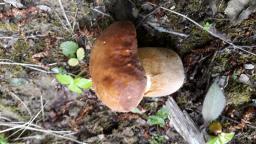 Boletus reticulatus