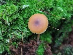 Callistosporium luteo-olivaceum