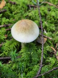 Amanita phalloides