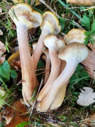 Armillaria gallica