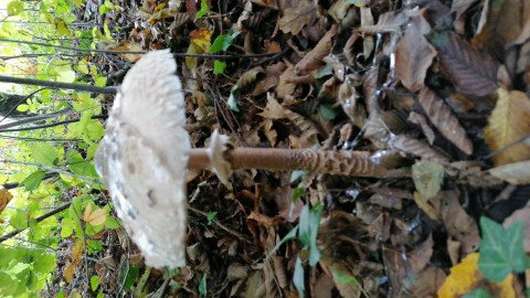 Macrolepiota procera