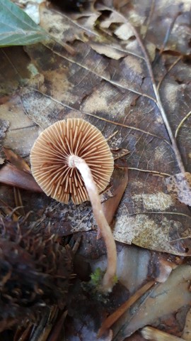 Tubaria furfuracea