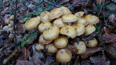 Armillaria mellea