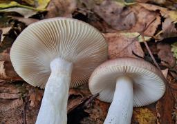 Russula versicolor