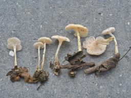 Leucocybe houghtonii