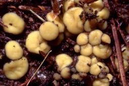 Podophacidium xanthomelum