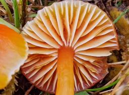 Hygrocybe insipida