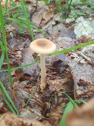 Amanita fulva