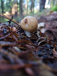 Amanita gemmata