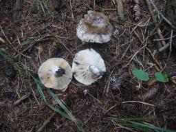 Russula densifolia