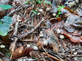 Marasmius bulliardii