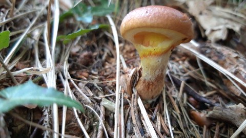 Suillus grevillei