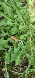 Conocybe deliquescens