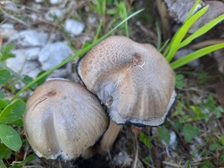 Coprinopsis romagnesiana