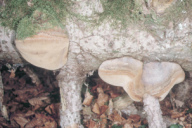 Phellinus hartigii