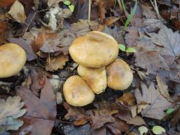 Cortinarius olidus