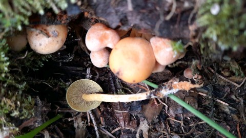 Hypholoma fasciculare