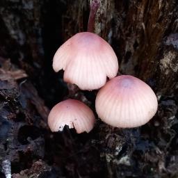 Mycena sanguinolenta