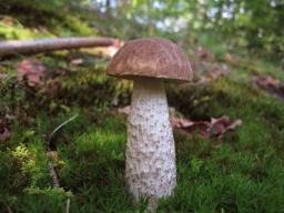 Leccinum scabrum